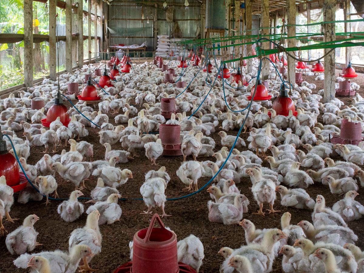 Poultry raised at Setaida Farms
